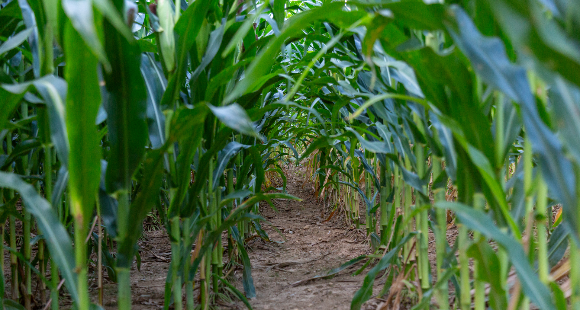 Ohio Corn & Wheat
