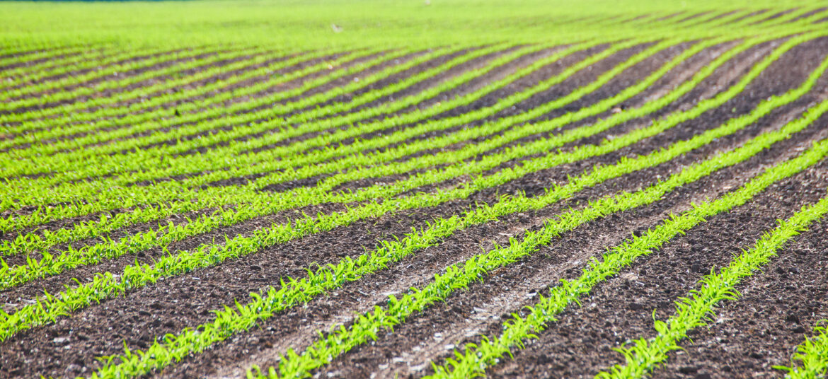Young winter wheat seedlings growing in evenly spaced rows across a cultivated field, illustrating wheat seeding rates and early crop establishment.