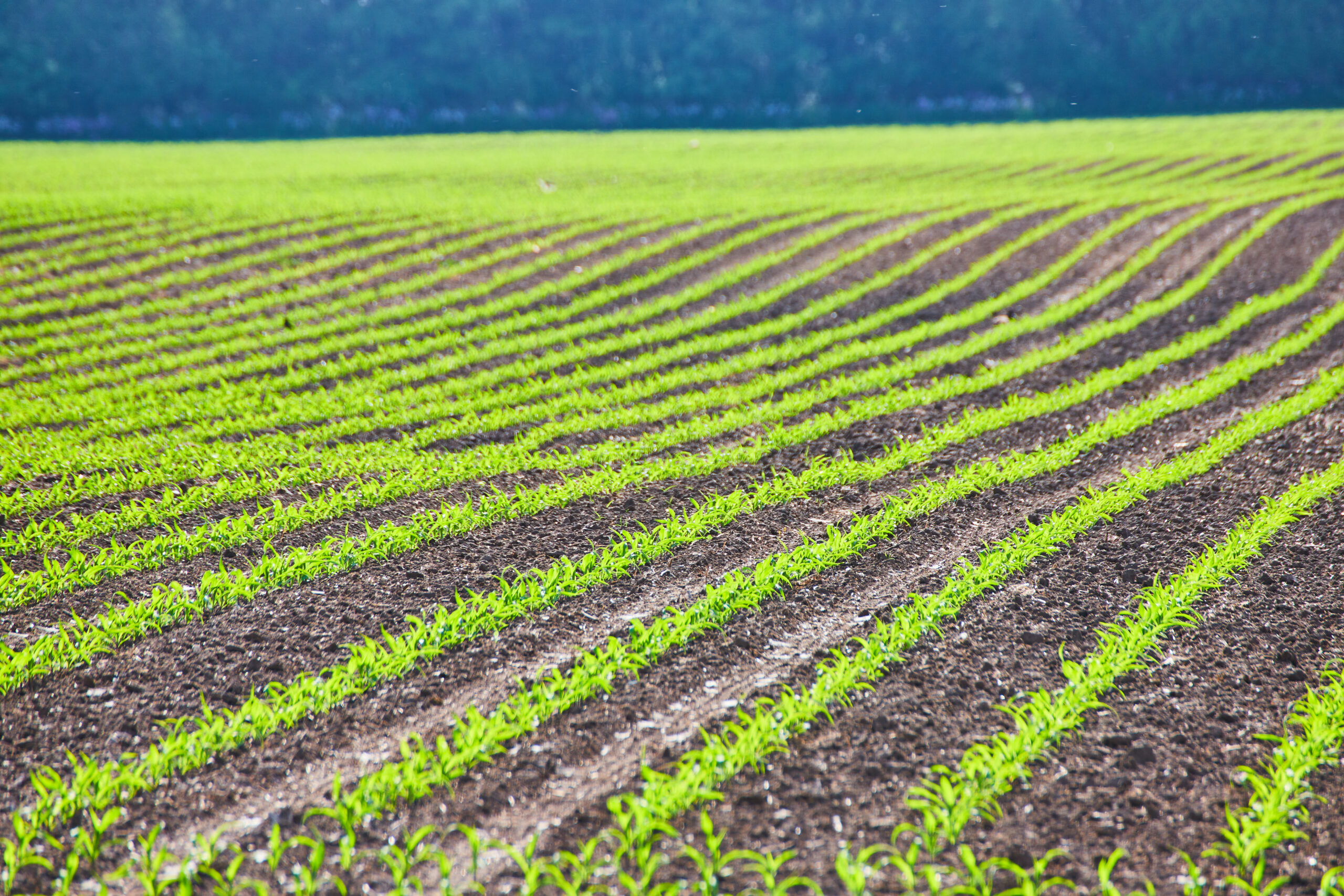 Young winter wheat seedlings growing in evenly spaced rows across a cultivated field, illustrating wheat seeding rates and early crop establishment.