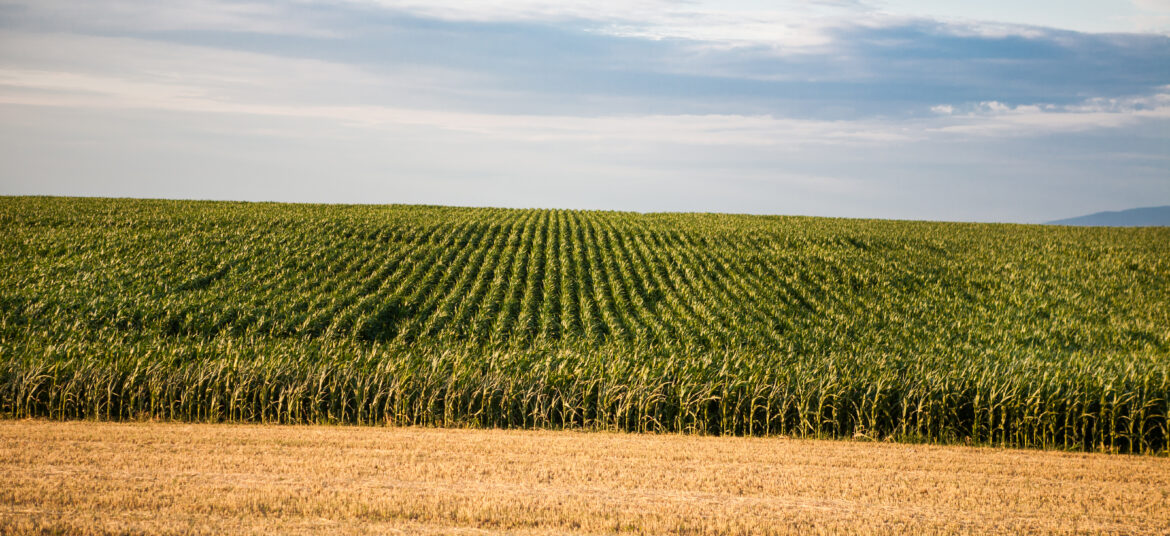 Expansive cornfield with rows of growing corn plants, illustrating bushels of corn per acre and crop yield potential.
