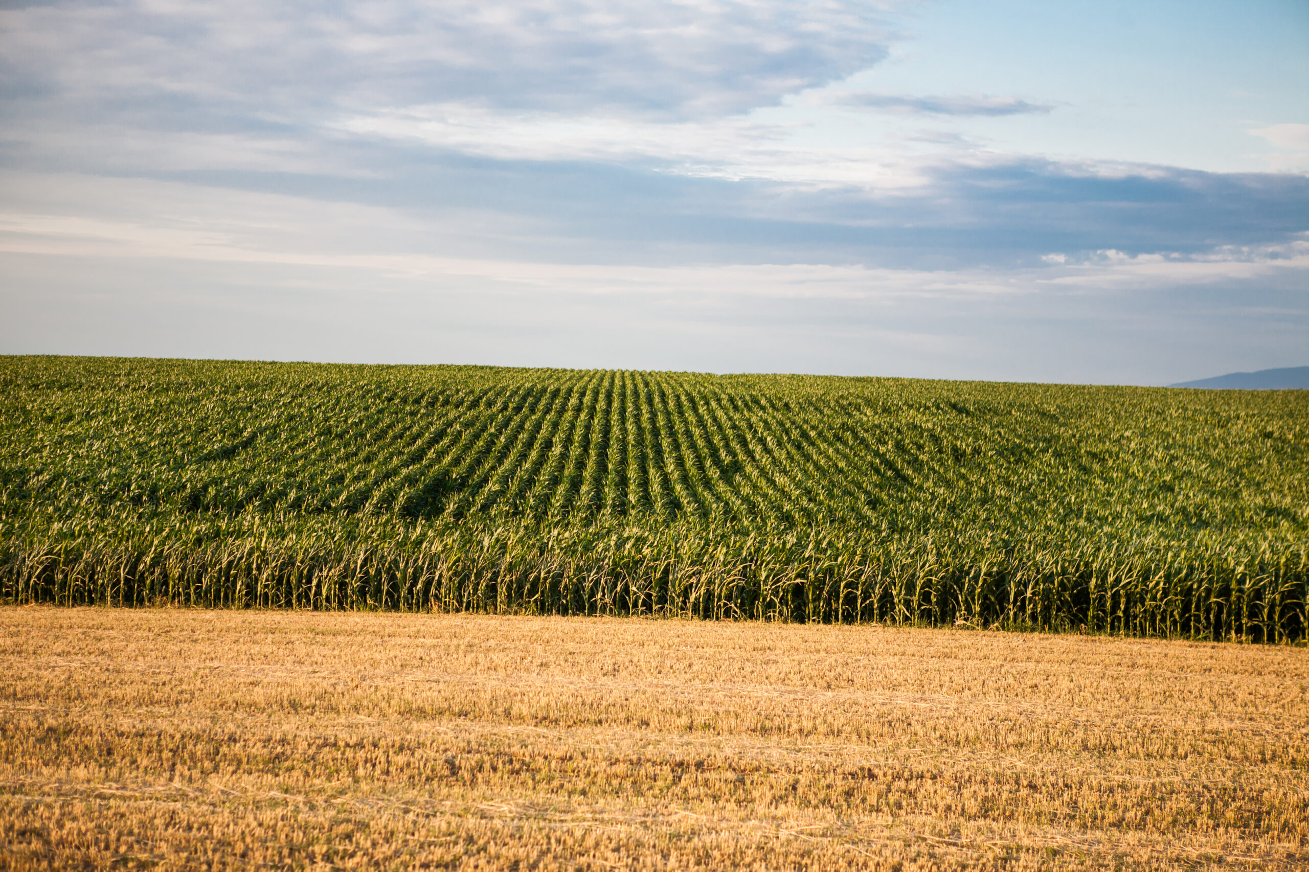 Expansive cornfield with rows of growing corn plants, illustrating bushels of corn per acre and crop yield potential.