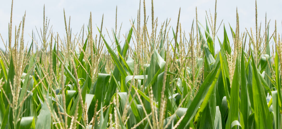 Close-up of green corn plants with developing tassels growing in an agricultural field under a cloudy sky.