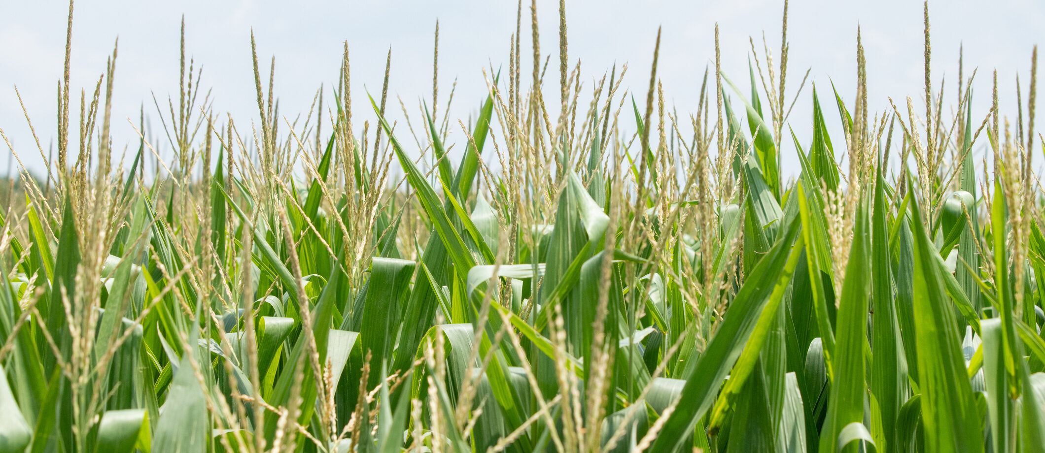 Close-up of green corn plants with developing tassels growing in an agricultural field under a cloudy sky.