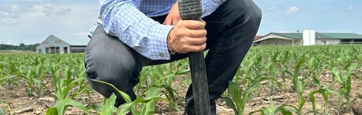 A researcher using a soil probe among growing corn plants.