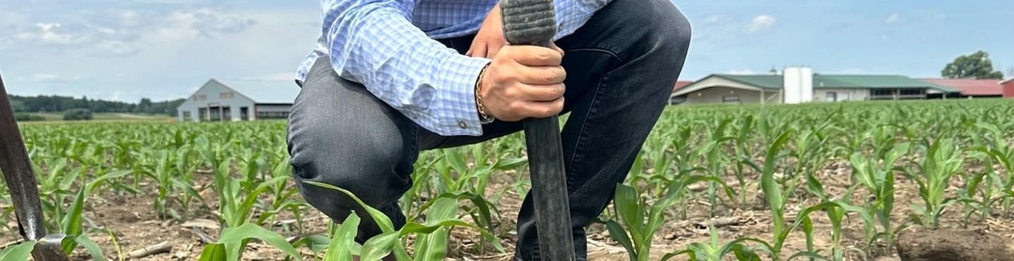 A researcher using a soil probe among growing corn plants.