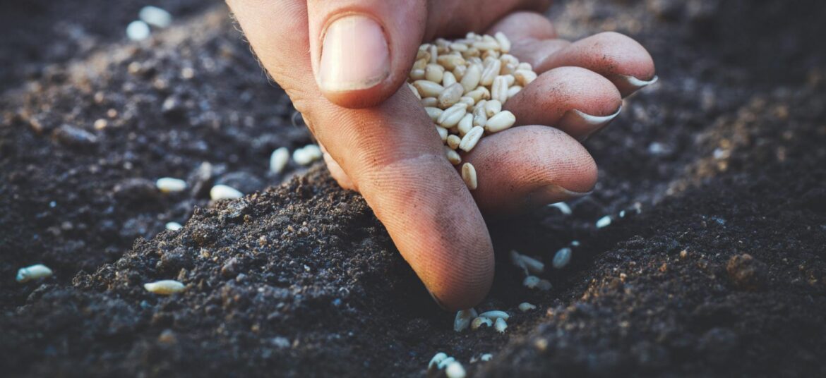 Farmer holding wheat seeds over prepared soil before planting to achieve proper wheat seeding depth.