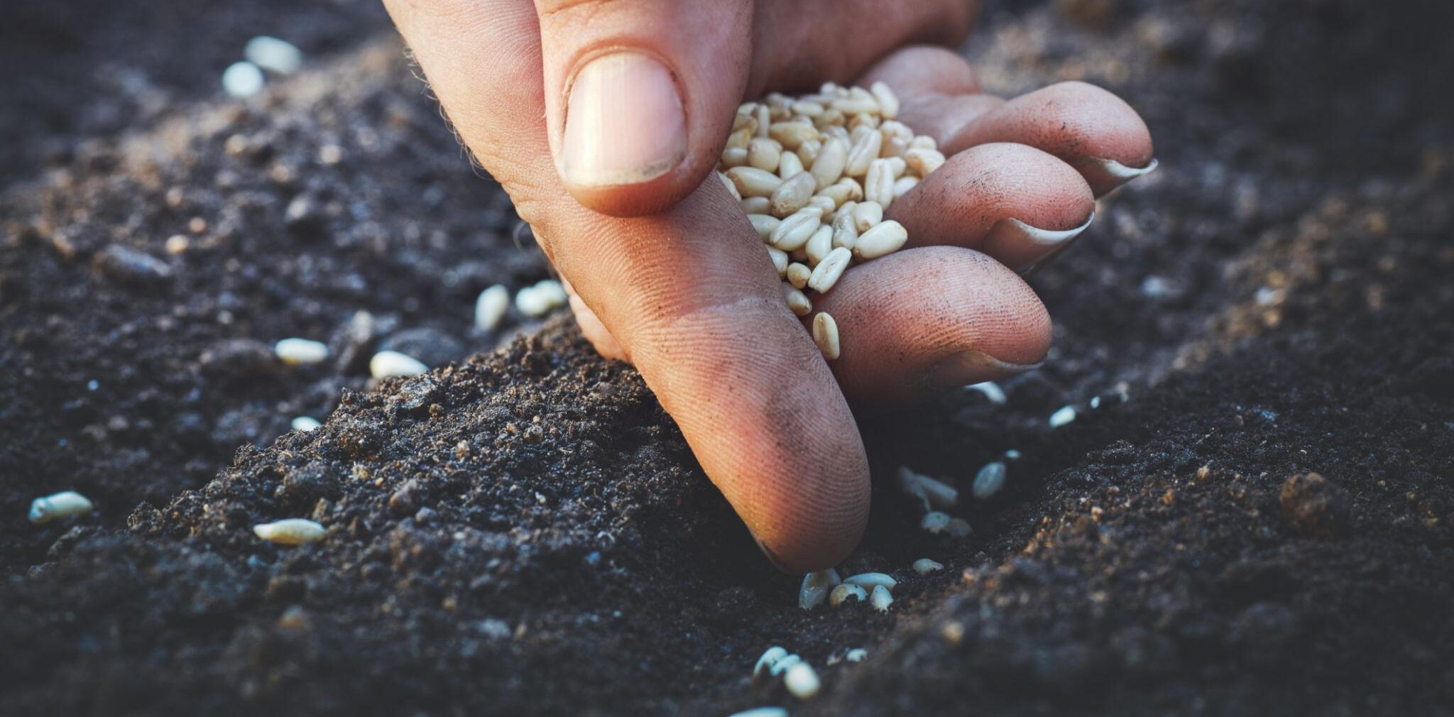 Farmer holding wheat seeds over prepared soil before planting to achieve proper wheat seeding depth.